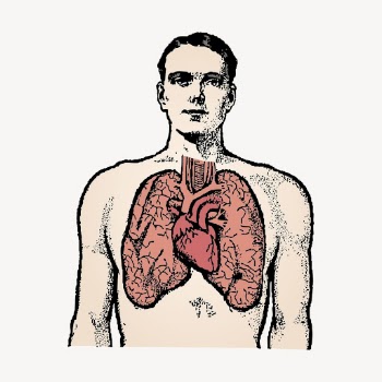 Anatomy man clipart, lungs illustration | Free Vector Illustration - rawpixel