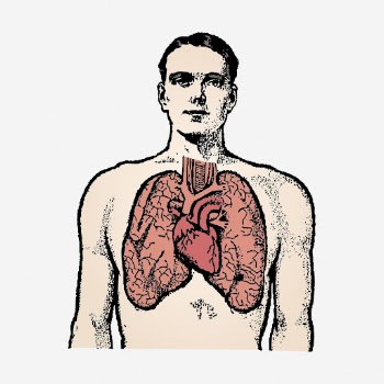 Anatomy man, lungs illustration. Free | Free Photo - rawpixel