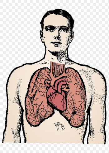 Anatomy png sticker, man and | Free PNG - rawpixel