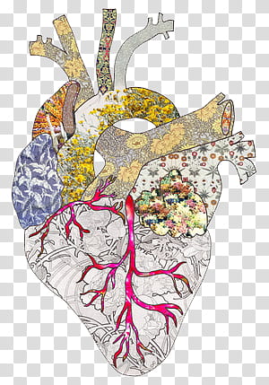 Anatomy v , human heart illustration transparent background PNG clipart