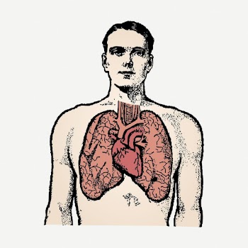 Anatomy vintage clipart, lungs illustration | Free PSD - rawpixel