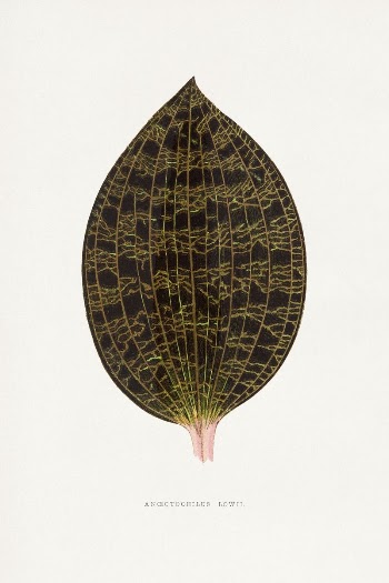 Ancectochilus Lowil leaf illustration from Les | Free Photo Illustration - rawpixel