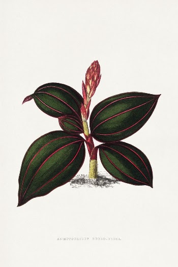 Ancectochilus Rubro Venia leaf illustration | Free Photo Illustration - rawpixel