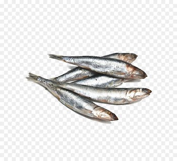 Anchovy Omelette Fish Sardine Basa - Anchovy 