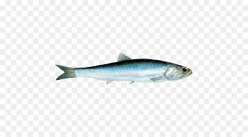 Anchovy Pacific saury Oily fish Seafood Herring - Anchovy 