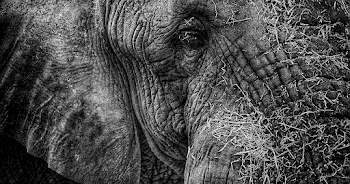 Ancient Root – Emergence Magazine