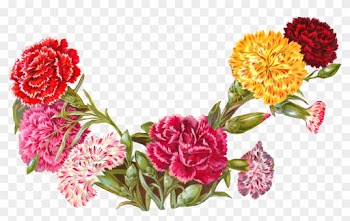 And The Shape Of The Flower Image Makes It A Perfect - Clip Art Carnation Illustration