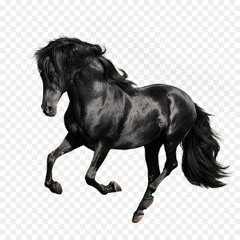 Andalusian horse American Quarter Horse Arabian horse Gallop Stallion - Black galloping horses 
