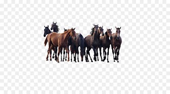 Andalusian horse Colt Pony Stallion - Herd of horses 