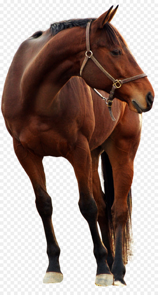 Andalusian horse DeviantArt Photography Stock horse - horse 
