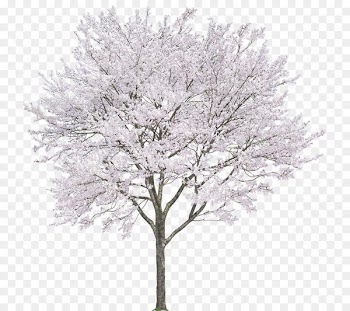 Android Photography Computer file - Cherry trees 