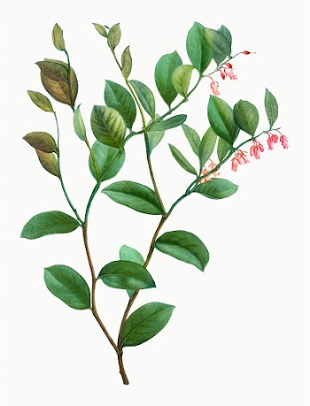 Andromeda Axillaris bloom | Free stock vector - 567726