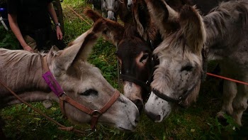 Ane donkeys | Free Photo - rawpixel