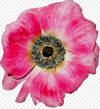 Anemone Annual plant Herbaceous plant Magenta The Poppy Family -  