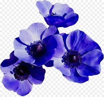 Anemone Bellflower Larkspur Cut flowers Herbaceous plant -  