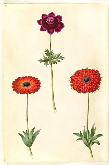 Anemone coronaria (French anemone);Anemone ×fulgens | Free Photo - rawpixel