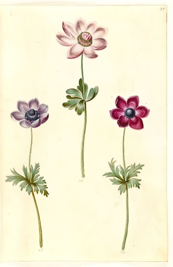 Anemone coronaria (French anemone) by Maria | Free Photo - rawpixel