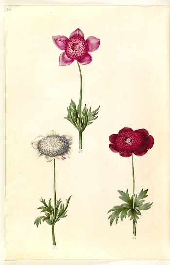 Anemone coronaria (French anemone) by Maria | Free Photo - rawpixel