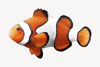 Anemone fish isolated on white, | Free PSD - rawpixel
