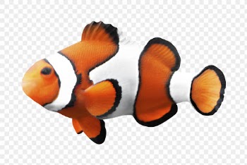 Anemone fish png clipart, transparent | Free PNG - rawpixel
