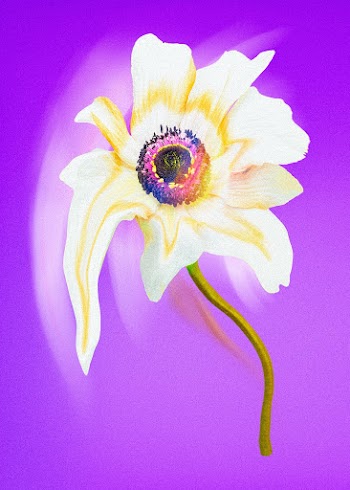 Anemone flower element, white trippy… | Free stock illustration | High Resolution graphic