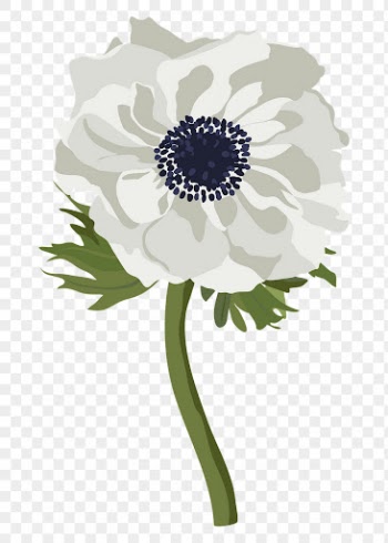 Anemone flower png sticker, white | Free PNG - rawpixel