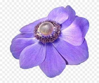 Anemone, Flower, Violet, Nature, Transparent Background - Anemone