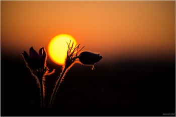 Anemone Pulsatilla | Free Photo - rawpixel