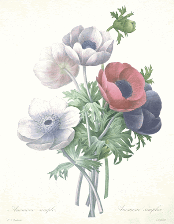 Anemone simple, from Choix des | Free Photo - rawpixel