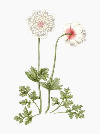 Anemones vintage illustration | Free stock vector - 503600