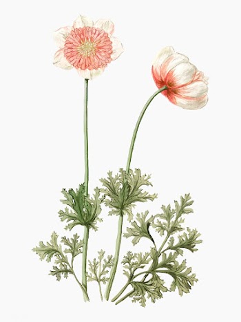 Anemones vintage illustration | Free stock vector - 503612
