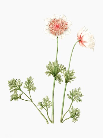 Anemones vintage illustration | Free stock vector - 503619