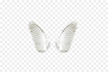 Angel Download - White angel wings 