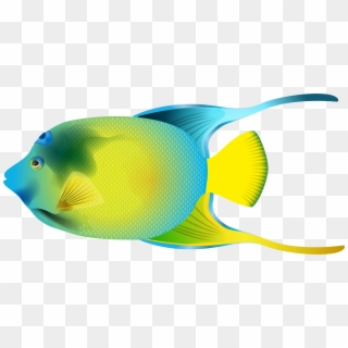 Angel Fish Png, Transparent Png (#603380), Free Download on Pngix