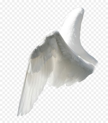 Angel wing Clip art - wing 