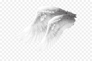 Angel wing Columbidae Bird - Angel wings material 
