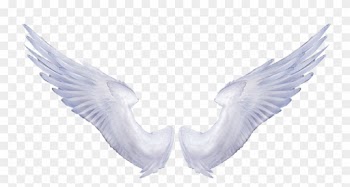 Angel Wings Transparent Background - Real Angel Wings Png