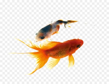 Angelfish Carassius auratus Common carp Aquarium - Ink fish 