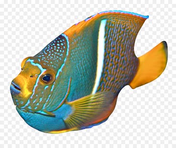 Angelfish Clip art - Angelfish 