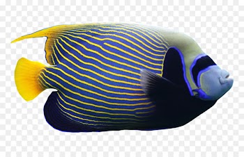 Angelfish Clip art - Angelfish 