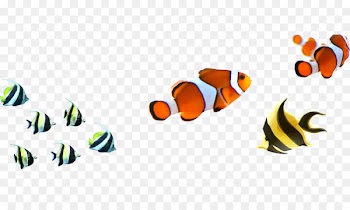 Angelfish Clownfish Clip art - Fish Pictures 