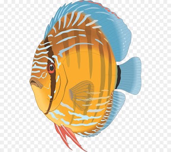 Angelfish Discus Aquarium Tropical fish - yi 