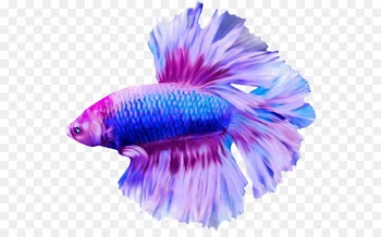 Angelfish Discus Blog - Discus fish 