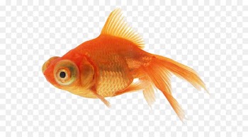 Angelfish Goldfish - Orange goldfish 