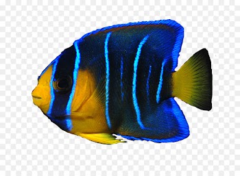 Angelfish Ocean Clip art - fish 