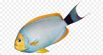 Angelfish Tropical fish Bass Clip art - Hawaiian Fish Cliparts 