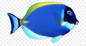 Angelfish Tropical fish Clip art - Fish Wallpaper 
