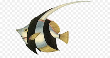 Angelfish Tropical fish Goldfish Clip art - fish 
