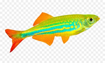 Angelfish Tropical fish Tropics Coral reef - Beautiful tropical fish 
