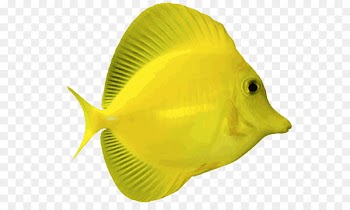 Angelfish Yellow tang Blue Tang Saltwater fish Clip art - fish 